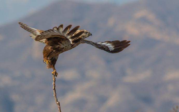 塞北金雕队对阵齐鲁雷霆队，排球锦标赛读秒绝平，门将神扑救主——禁区内连续解围(杨志鹏世界锦标赛射击)-贝博电子游戏